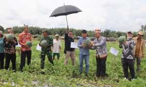 Bupati Ben Brahim Panen Raya Semangka Bersama Masyarakat