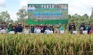 Bupati Nadalsyah Panen Padi Sawah Varietas Intani
