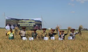 Batola Gencarkan Program Panen dan Tanam Padi