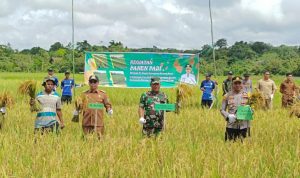 Pj Bupati Panen Padi Bersama Tiga Poktan Wujudkan Kemandirian Pangan