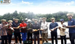 Pj Bupati Mura Lakukan Panen dan Penebaran Benih Ikan Bersama Masyarakat