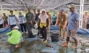 Desa Pugaan Kembangkan Ikan Gabus