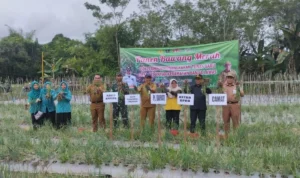 Desa Sei Anyar Kembangkan Bawang Merah Bima Brebes