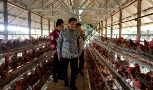 Pj Bupati Barito Utara Tinjau Peternakan Ayam Petelur Perusda Batara Membangun