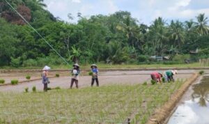 Tabalong Terima Bantuan pompanisasi dari Pemerintah Pusat