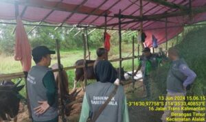 Pemkab Batola Jaga Kesehatan Hewan Kurban Jelang Idul Adha