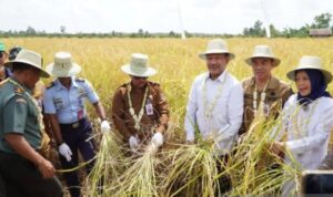 Pemprov Kalsel Apresiasi Panen Raya Padi di Batola