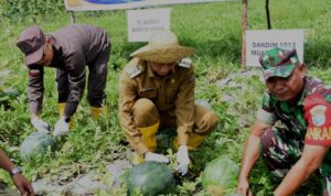 Pj Bupati Muhlis Panen Semangka dan Melon di Desa Kamawen