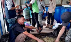 24 Peserta dari 4 Poktan Ikuti Pelatihan Teknis Peternakan dan Pembuatan Pakan Alternatif