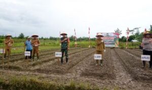 Pj Bupati Barito Utara Tanam Jagung Serentak, Wujudkan Swasembada Pangan