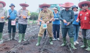Bartim Siap Tingkatkan Produktivitas Jagung Nasional