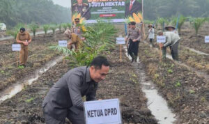 Ketua DPRD Pulpis Ikuti Tanam Jagung Serentak