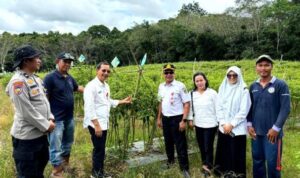 Dinas KPP Barito Utara Dorong Program P2L untuk Stabilkan Harga Cabai Rawit Selama Ramadhan