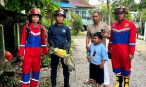Disdamkarmat Barito Utara Evakuasi Monyet yang Dibuang di Tempat Sampah