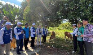Kembangkan Potensi Eks Kimtrans, Pemprov Kalsel Bagikan Bantuan 7 Ekor Sapi Unggul‎