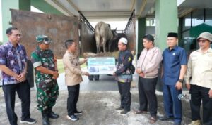 Sapi Kurban Presiden Diserahkan ke Masjid Agung Al-Istiqlal Puruk Cahu