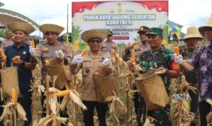 Bupati Murung Raya dan DPRD Ikuti Panen Jagung Serentak