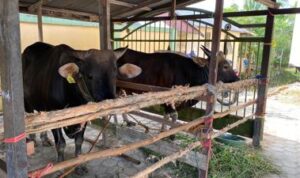 Bupati Batola Serahkan Sapi Bali Bantuan Presiden