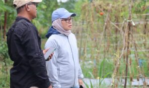 Dishut Kalsel Optimalkan Pengelolaan Tanaman di Batulicin