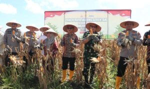 Pemprov Kalsel Apresiasi Panen Jagung Polda Kalsel di Lahan Rawa Gambut