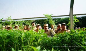 Dinas Pertanian Kalsel Perkuat Ketahanan Pangan Daerah dengan Panen dan Tanam Sayur Hidroponik