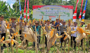 Kapolres Bartim Panen Jagung Serentak di Desa Batuah