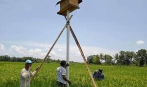 BPTPH Kalsel Dorong Rumah Burung Hantu untuk Kendalikan Hama Tikus