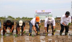 Kalsel Gelar Panen Raya di Batola, Produksi Padi Tembus 1,3 Juta Ton