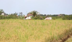 Kalsel Raih Peringkat 1 Indeks Ketahanan Pangan Nasional 2025