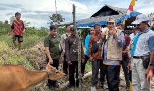 Pemkab Bartim Salurkan 25 Sapi Bali untuk Lima Kelompok Ternak