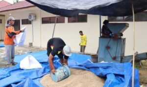 UPB Sungai Tabuk Jadi Andalan Produksi Benih Padi Berkualitas di Kalsel
