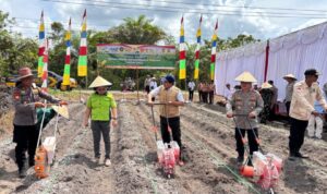 Menanam Harapan di Tanah Bambulung