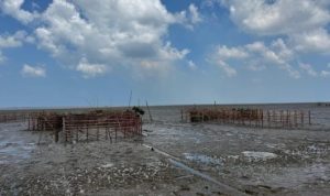 DKP Kalsel Kenalkan Rehabilitasi Pesisir Hybrid Engineering
