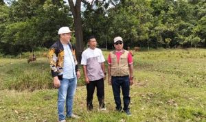 Ketua DPRD Dorong Penguatan Program Peternakan Sapi di Murung Raya