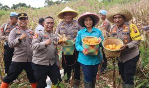 Polres Murung Raya Panen Jagung Serentak Kuartal IV, Dukung Swadembada Pangan