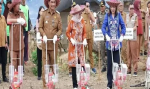 Lompatan Baru Pertanian Barut Dimulai dari Jagung Hibrida