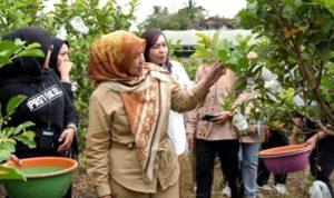 Panen Jambu Kristal di Lanjas, Distan Barut Perkuat Ketahanan Pangan