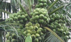 DPRD Kalsel Apresiasi Rencana Pengembangan Kelapa Genjah
