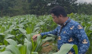 Dinas PMD Kalsel Sulap Lahan Kosong Jadi Kebun Pangan