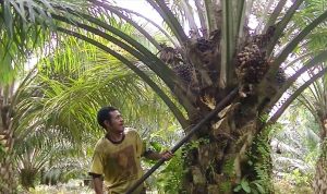 Harga Sawit Kalsel Naik Tembus Rp3437 per Kg
