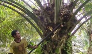 Harga TBS Sawit Kalsel Bertahan di Rp3437 per Kg