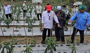 Kalsel Genjot Tanam Cabai dan Bawang demi Kendalikan Inflasi