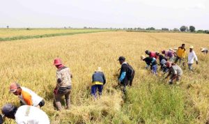 Kalsel Percepat Bangun Lumbung untuk Perkuat Ketahanan Pangan