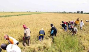 Kalsel Prioritaskan Rehabilitasi dan Pembangunan Lumbung Pangan