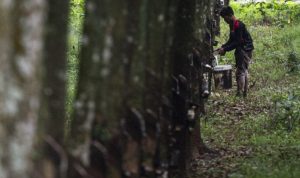 Pemprov Kalsel Dorong Hilirisasi Perkebunan Unggulan
