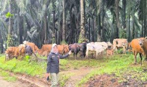 Pemprov Kalsel Perkuat Program Swasembada Daging Merah