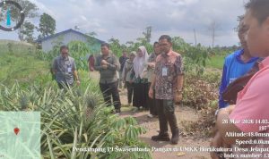 Kementan Monitoring Hilirisasi Nanas