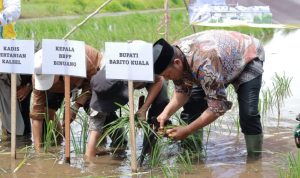 Gerakan Tanam Serempak Digelar di Batola