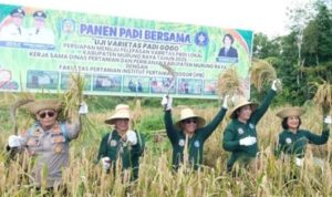 Panen Padi Gogo di Karali, Murung Raya Targetkan Varietas Unggul Lokal 2027