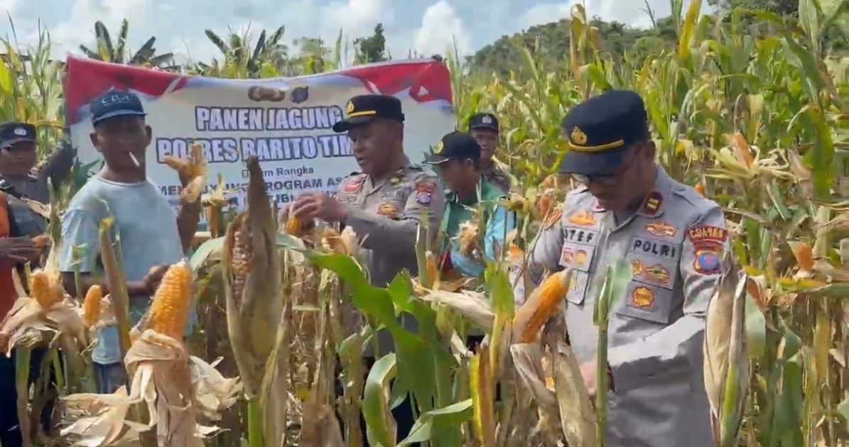 Panen 34 Ton Jagung, Polsek Dusun Tengah Dukung Swasembada Pangan